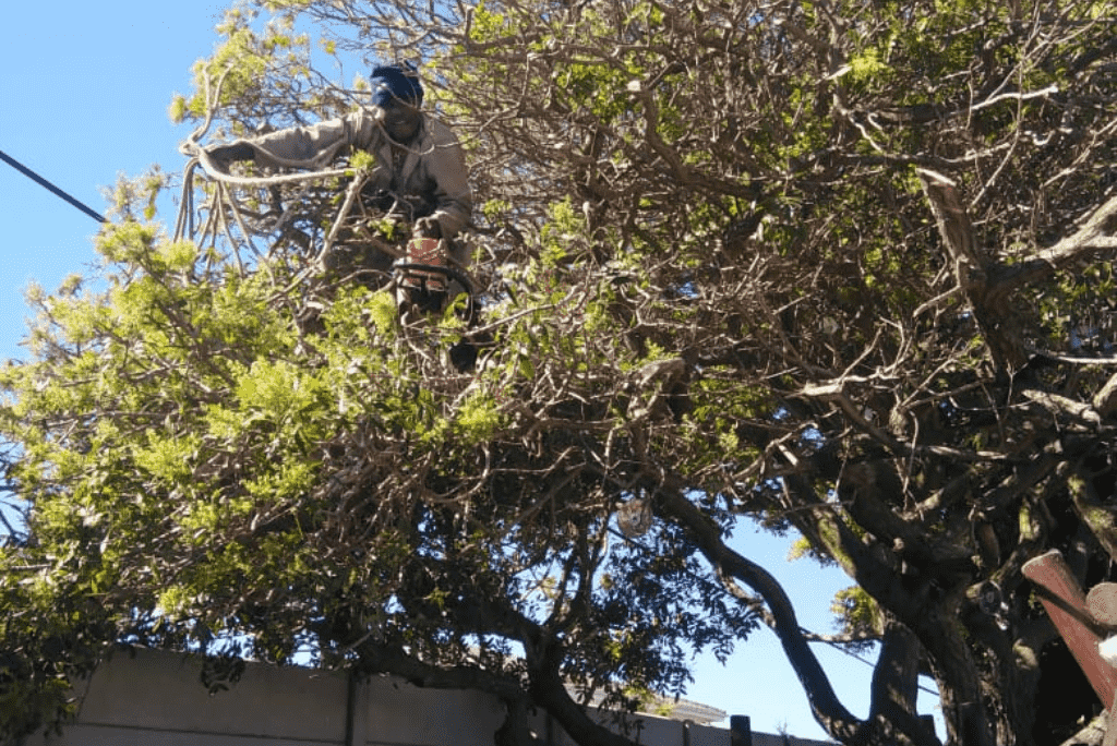 Stellenbosch tree felling team at work